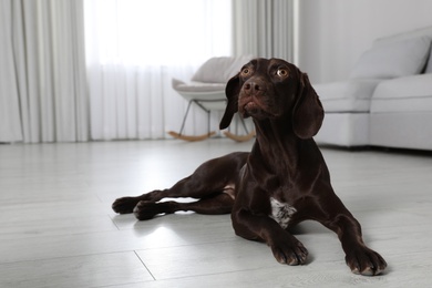 Photo of Cute German Shorthaired Pointer dog resting on warm floor, space for text. Heating system
