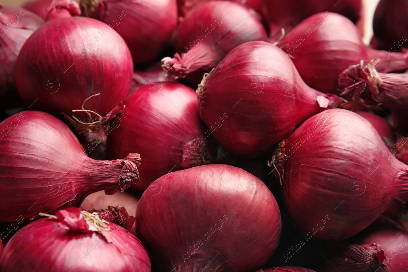 Photo of Ripe red onions as background