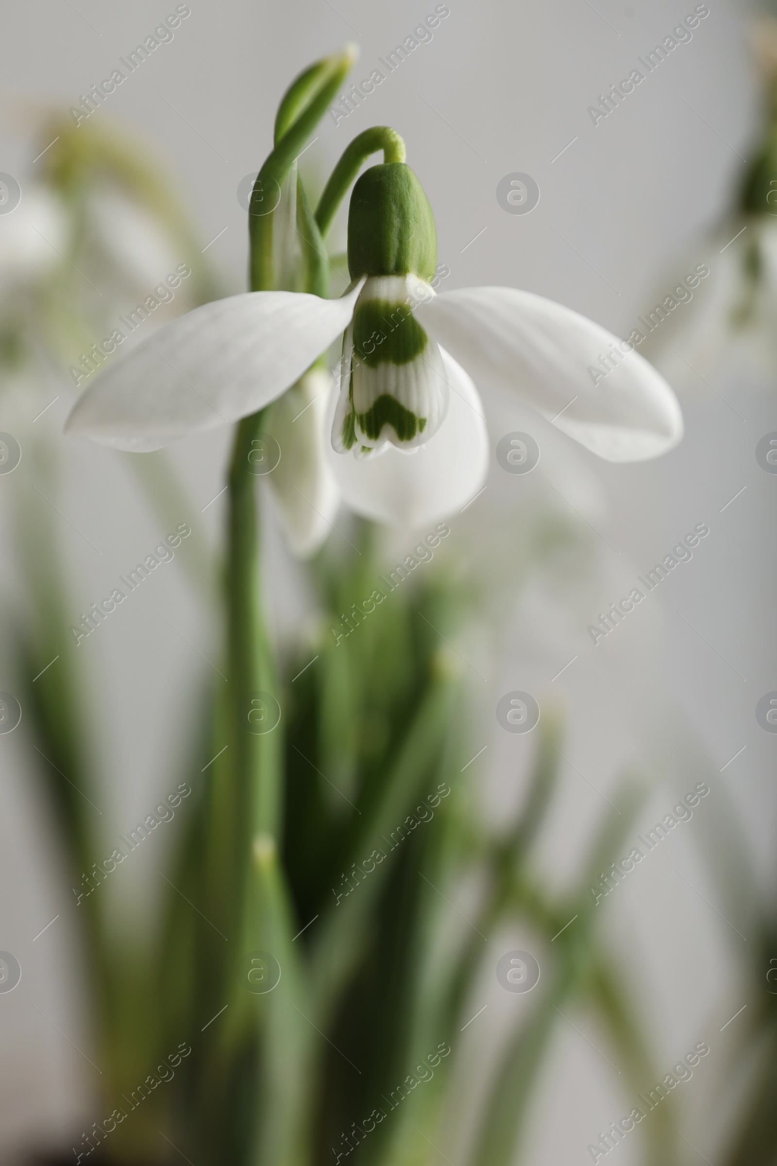 Photo of Beautiful snowdrop on light background, closeup view