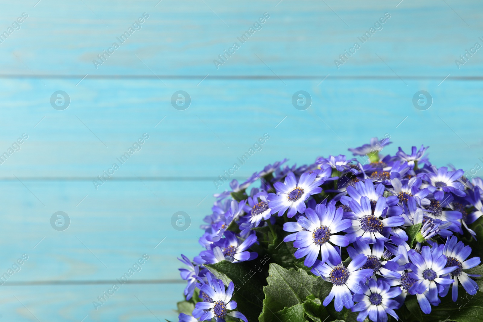 Photo of Beautiful purple cineraria flowers on light blue wooden background, closeup. Space for text