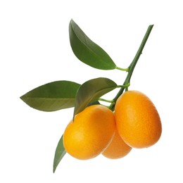 Kumquat tree branch with ripe fruits isolated on white