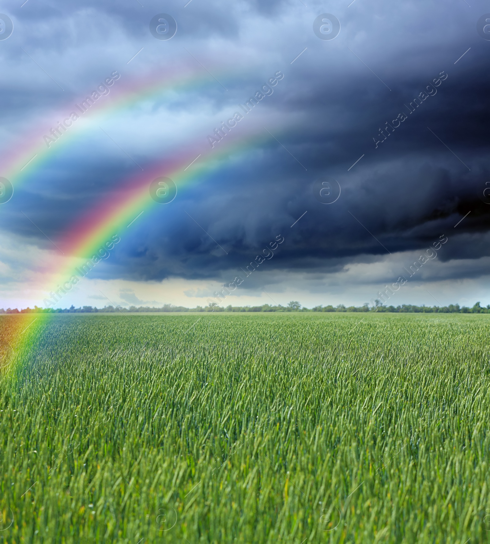 Image of Amazing double rainbow over green wheat field under stormy sky