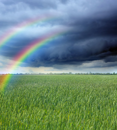 Amazing double rainbow over green wheat field under stormy sky
