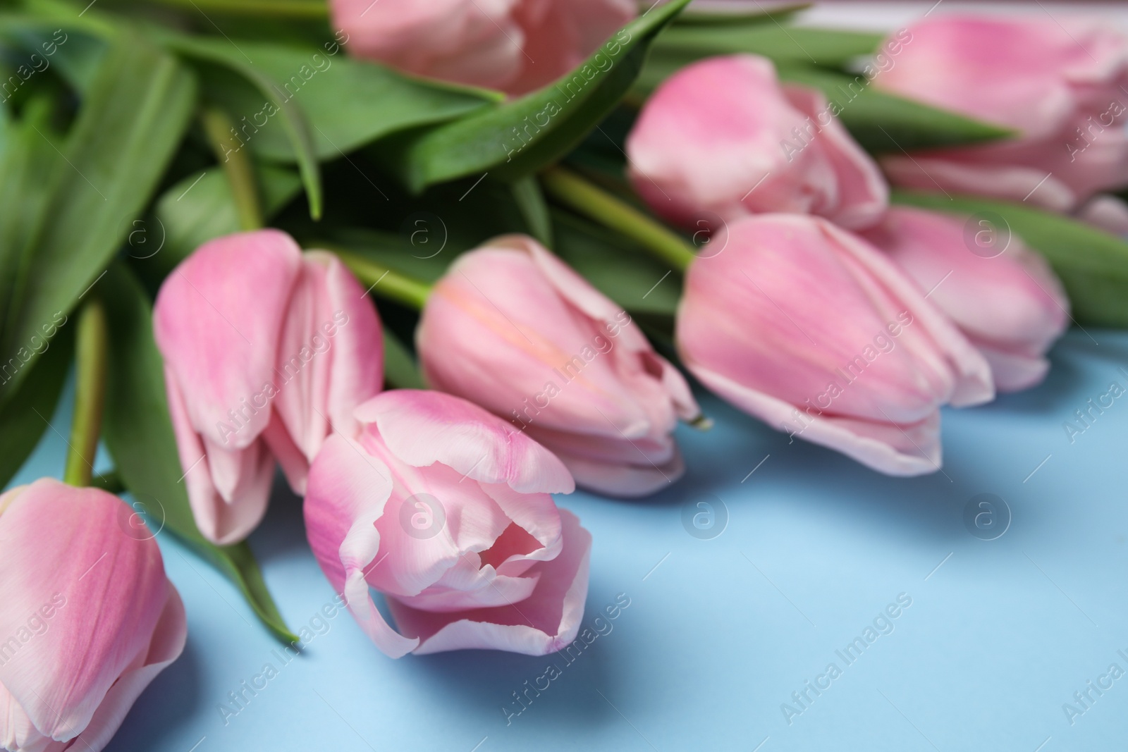 Photo of Beautiful pink spring tulips on light blue background, closeup