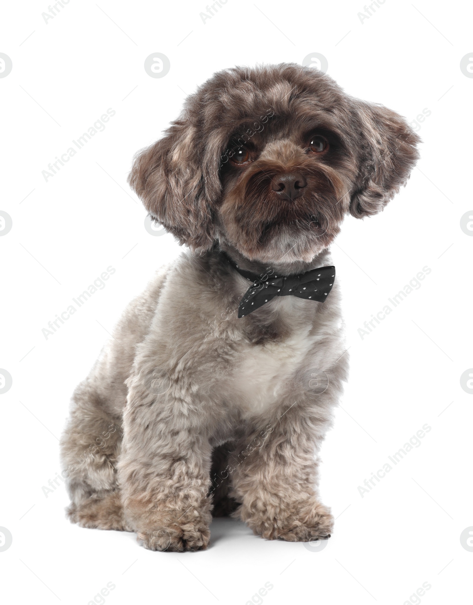 Photo of Cute Maltipoo dog with bow tie on white background. Lovely pet