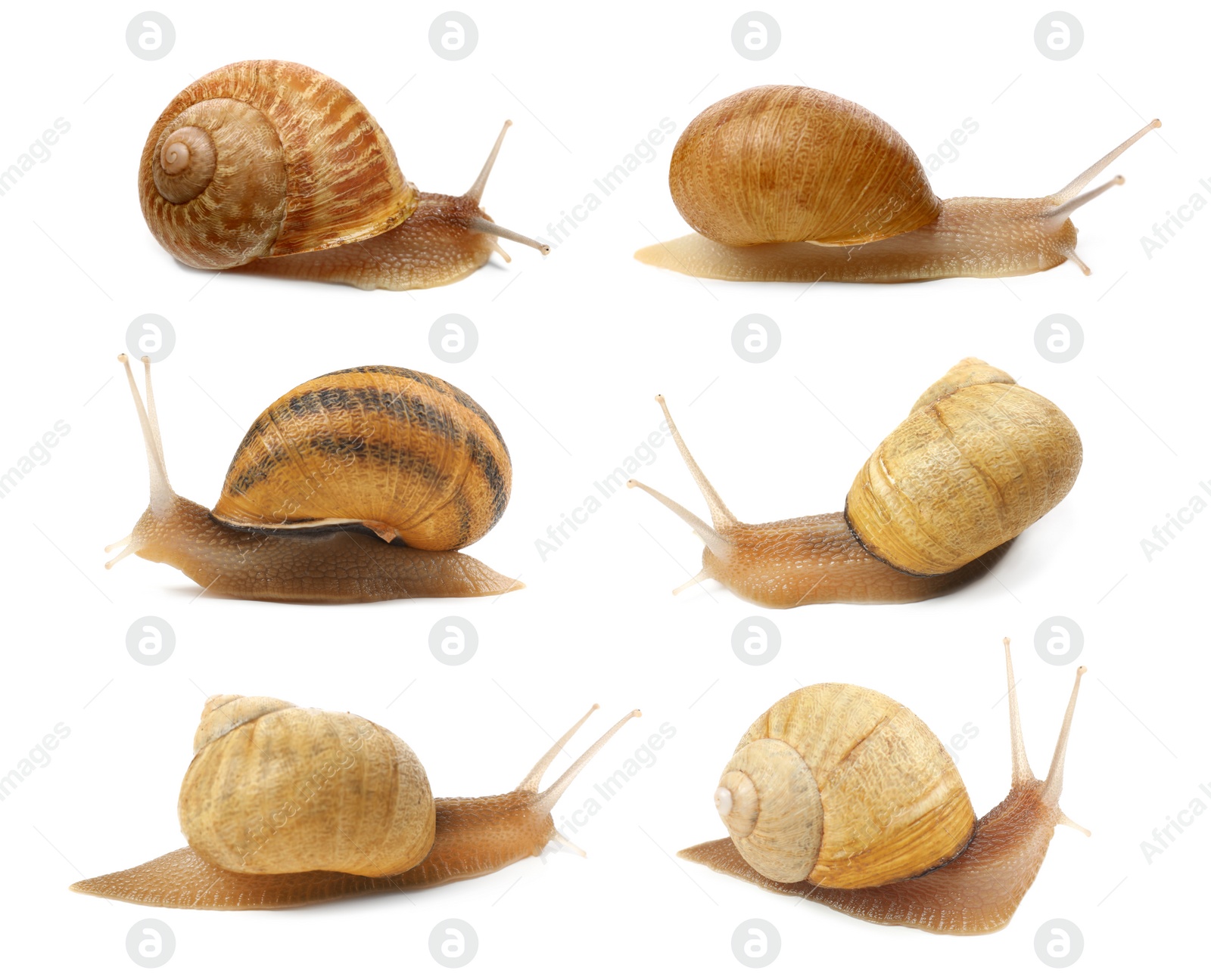 Image of Collection of common garden snails on white background