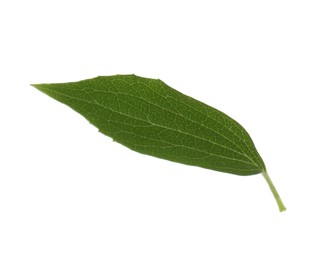 Photo of Fresh green jasmine leaf isolated on white