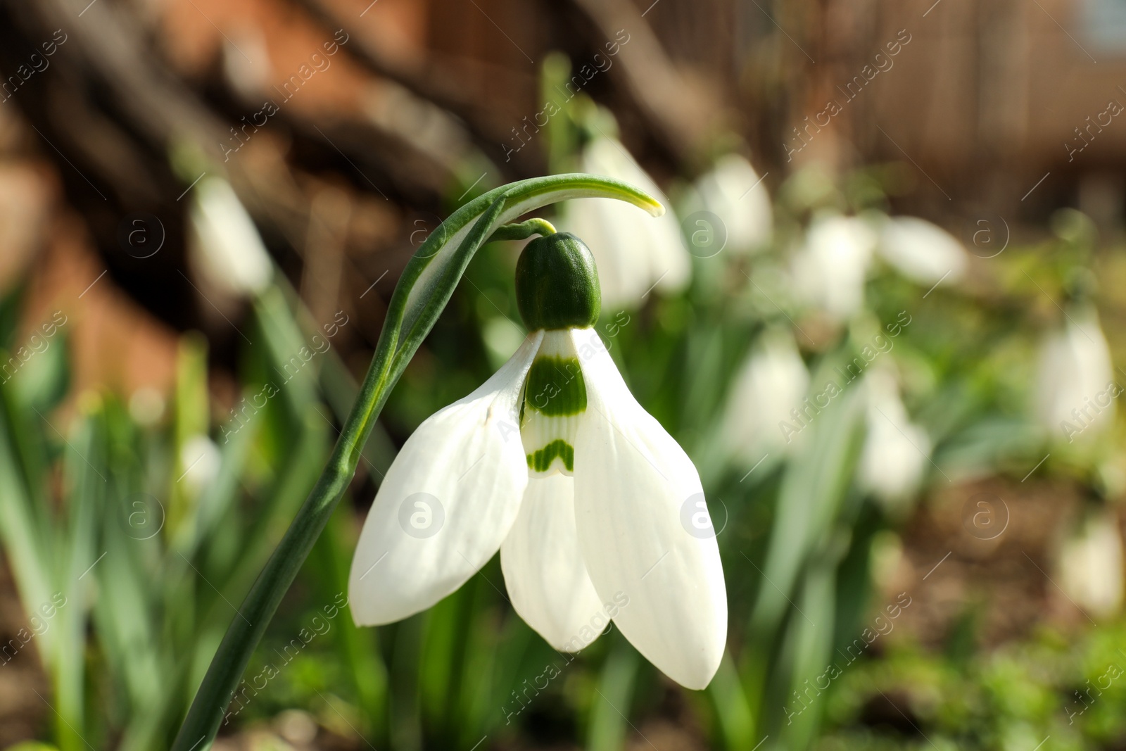 Photo of Beautiful snowdrop in garden, closeup. Spring season