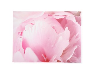 Photo of Beautiful canvas painting of pink flower isolated on white
