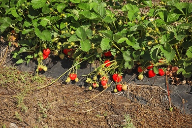 Bushes with ripe strawberries in garden on sunny day