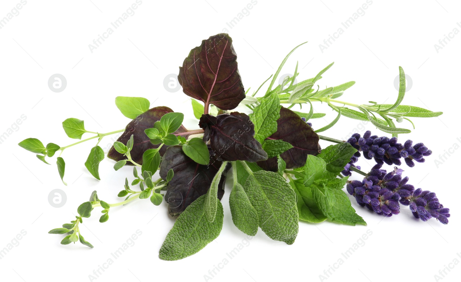 Photo of Various fresh aromatic herbs on white background