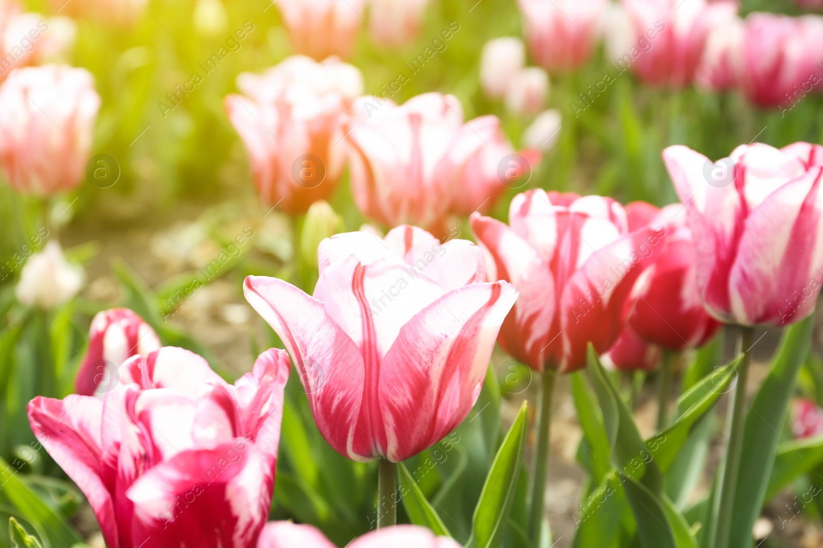 Photo of Beautiful blooming tulips outdoors on spring day