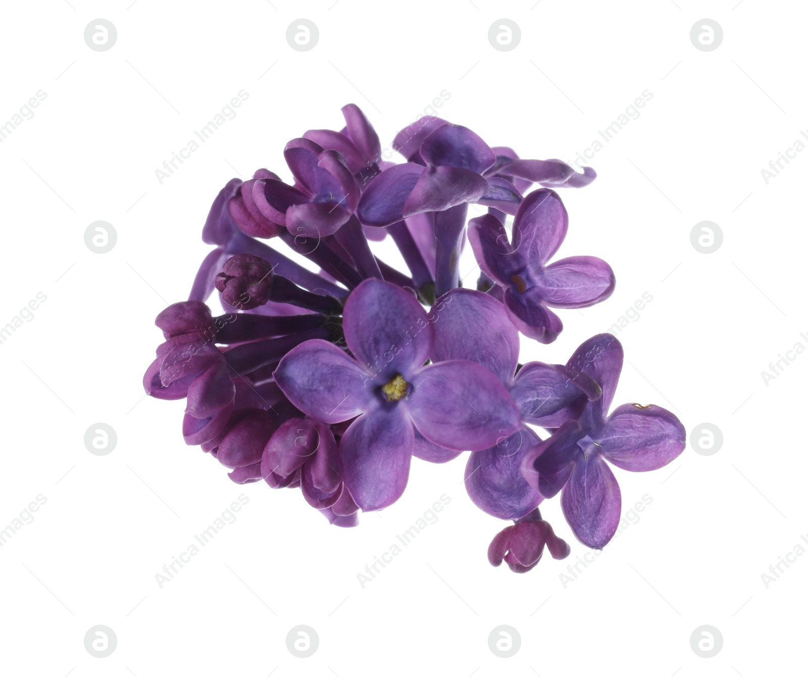 Photo of Beautiful purple lilac blossom isolated on white