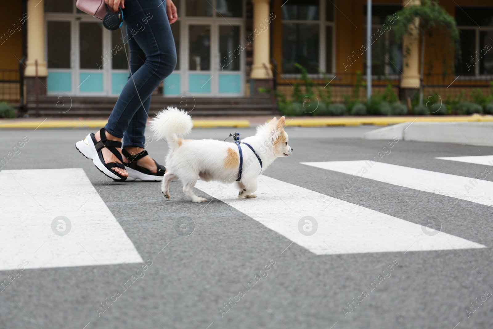 Photo of Woman walking with cute Chihuahua on pedestrian crossing, closeup