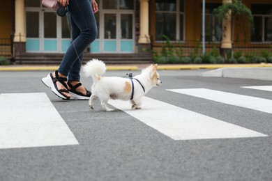 Woman walking with cute Chihuahua on pedestrian crossing, closeup