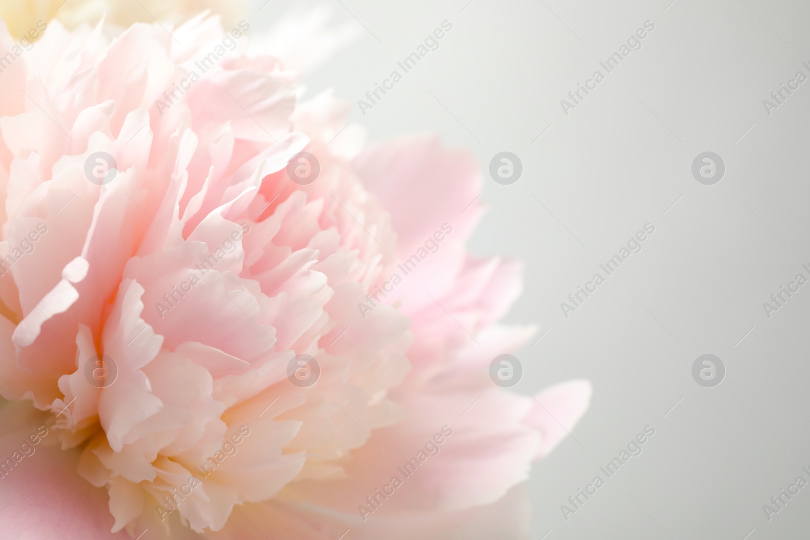 Photo of Beautiful pink peony on light background, closeup