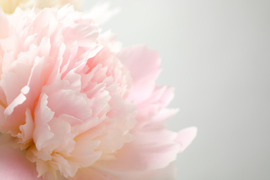 Photo of Beautiful pink peony on light background, closeup