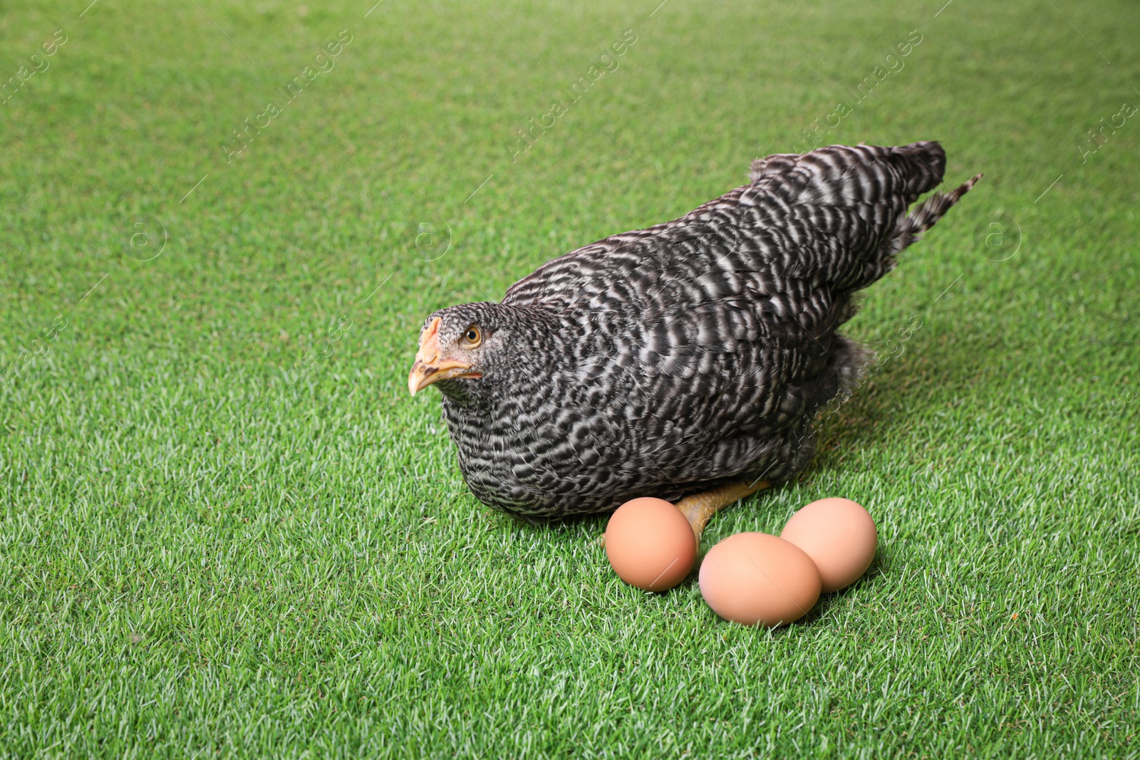 Photo of Beautiful chicken with eggs on green grass