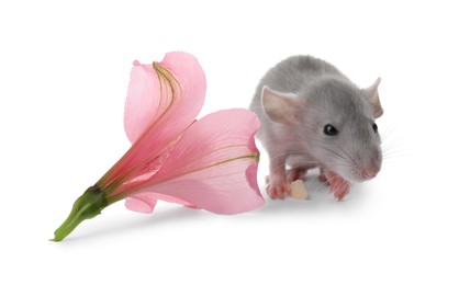 Photo of Small grey rat with piece of cheese and flower on white background