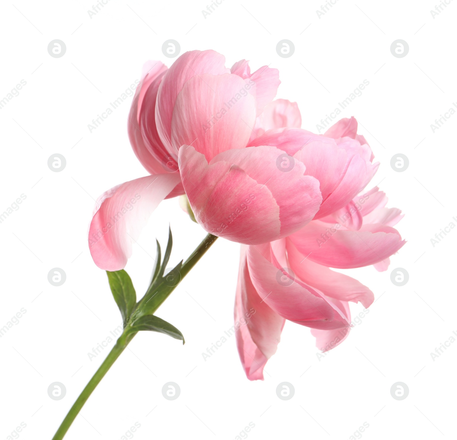 Photo of Beautiful pink peony flower isolated on white