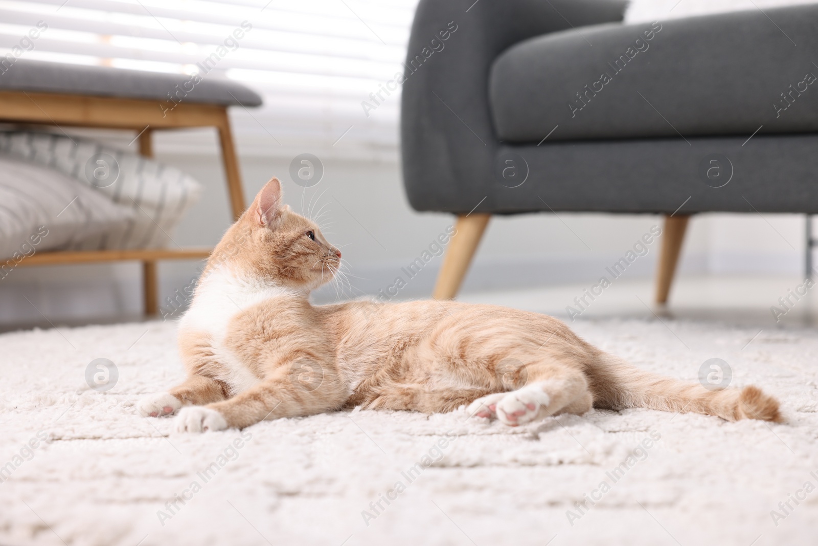 Photo of Cute ginger cat lying on floor at home