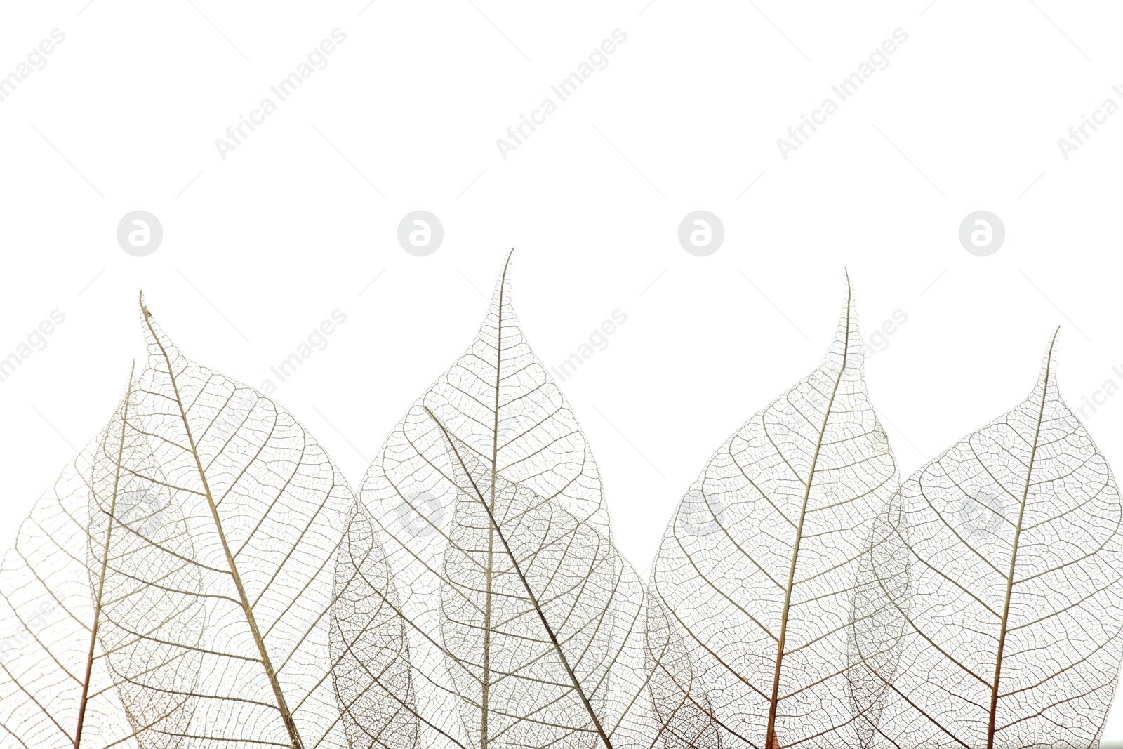 Photo of Beautiful decorative skeleton leaves and space for text on white background