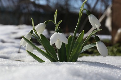 Beautiful blooming snowdrops growing in snow outdoors. Spring flowers