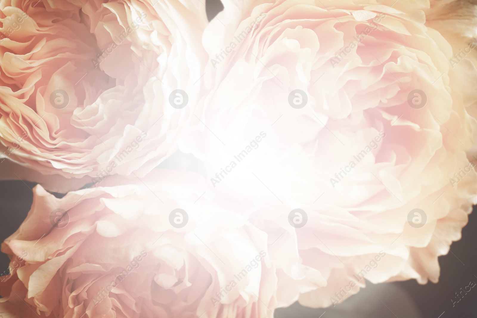 Image of Beautiful delicate bouquet, closeup. Floral decor in vintage style 