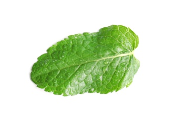 Fresh green mint leaf on white background