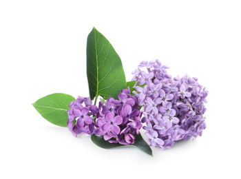Photo of Different blossoming lilac branches with leaves isolated on white