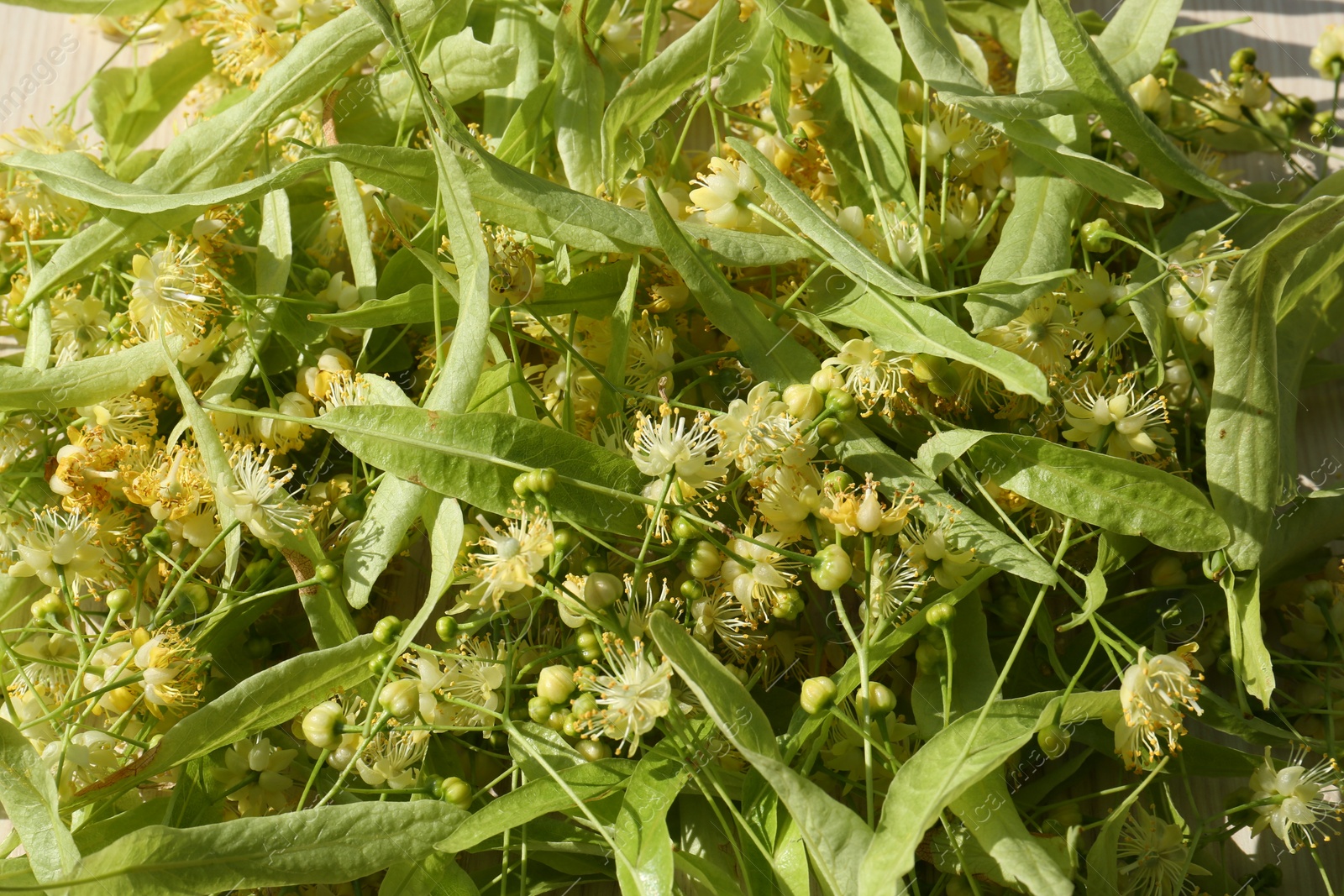 Photo of Beautiful linden blossoms and green leaves as background, top view