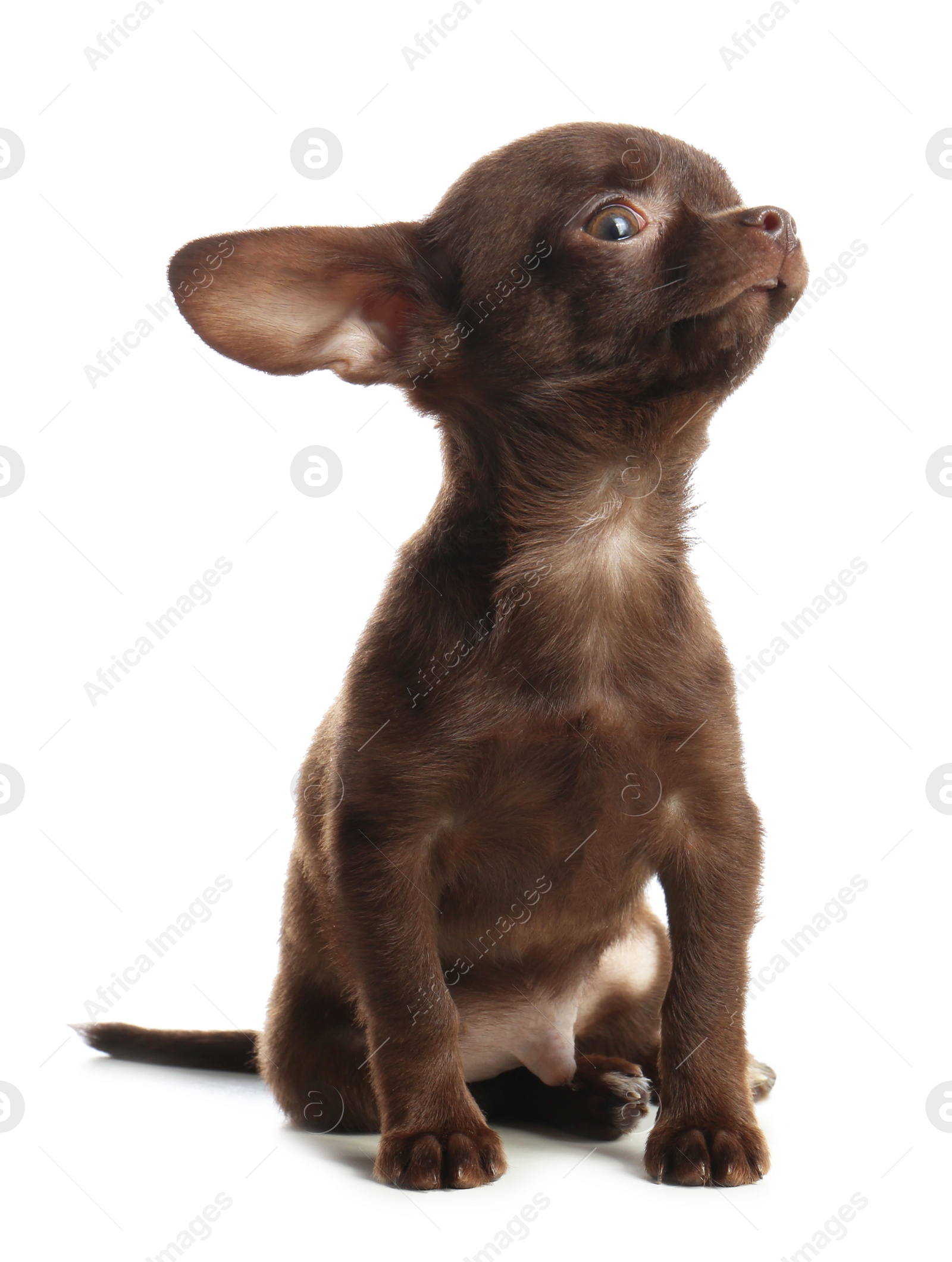 Photo of Cute small Chihuahua dog on white background