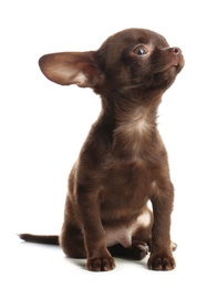 Cute small Chihuahua dog on white background