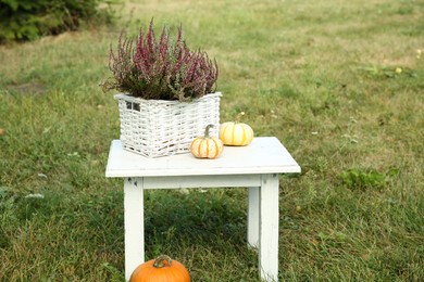 Beautiful heather flowers in basket and pumpkins on white table outdoors