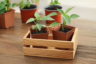 Photo of Seedlings growing in plastic containers with soil on wooden table