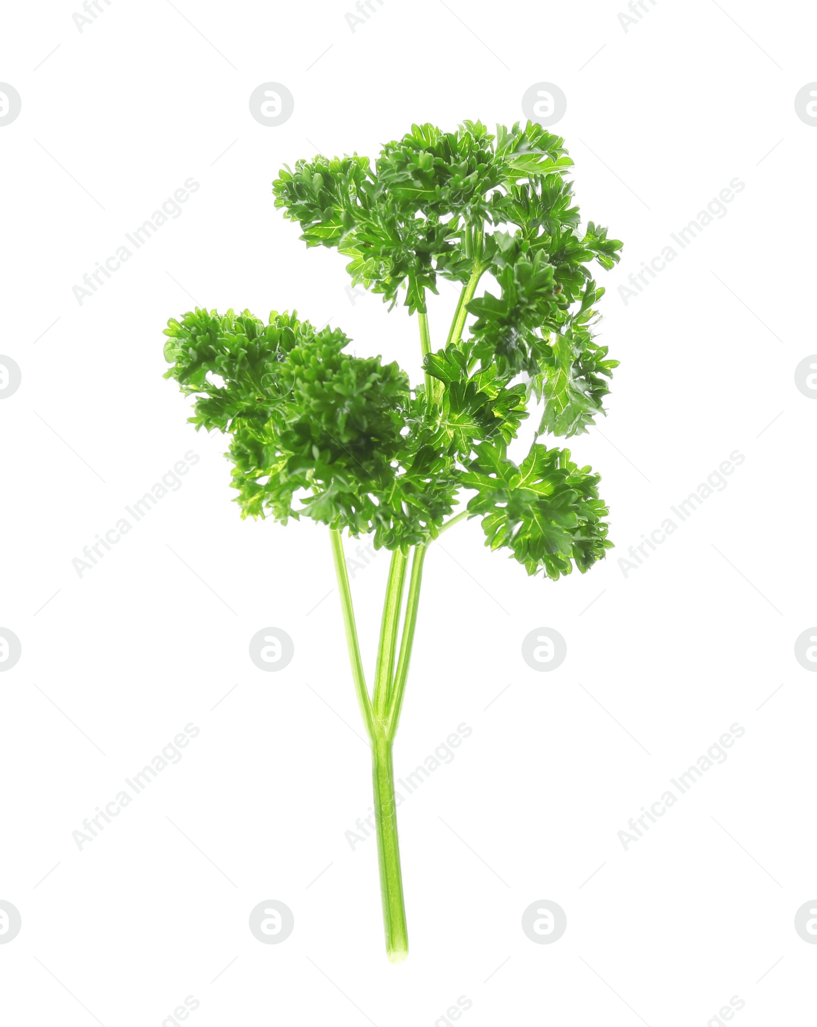 Photo of Fresh green curly parsley on white background