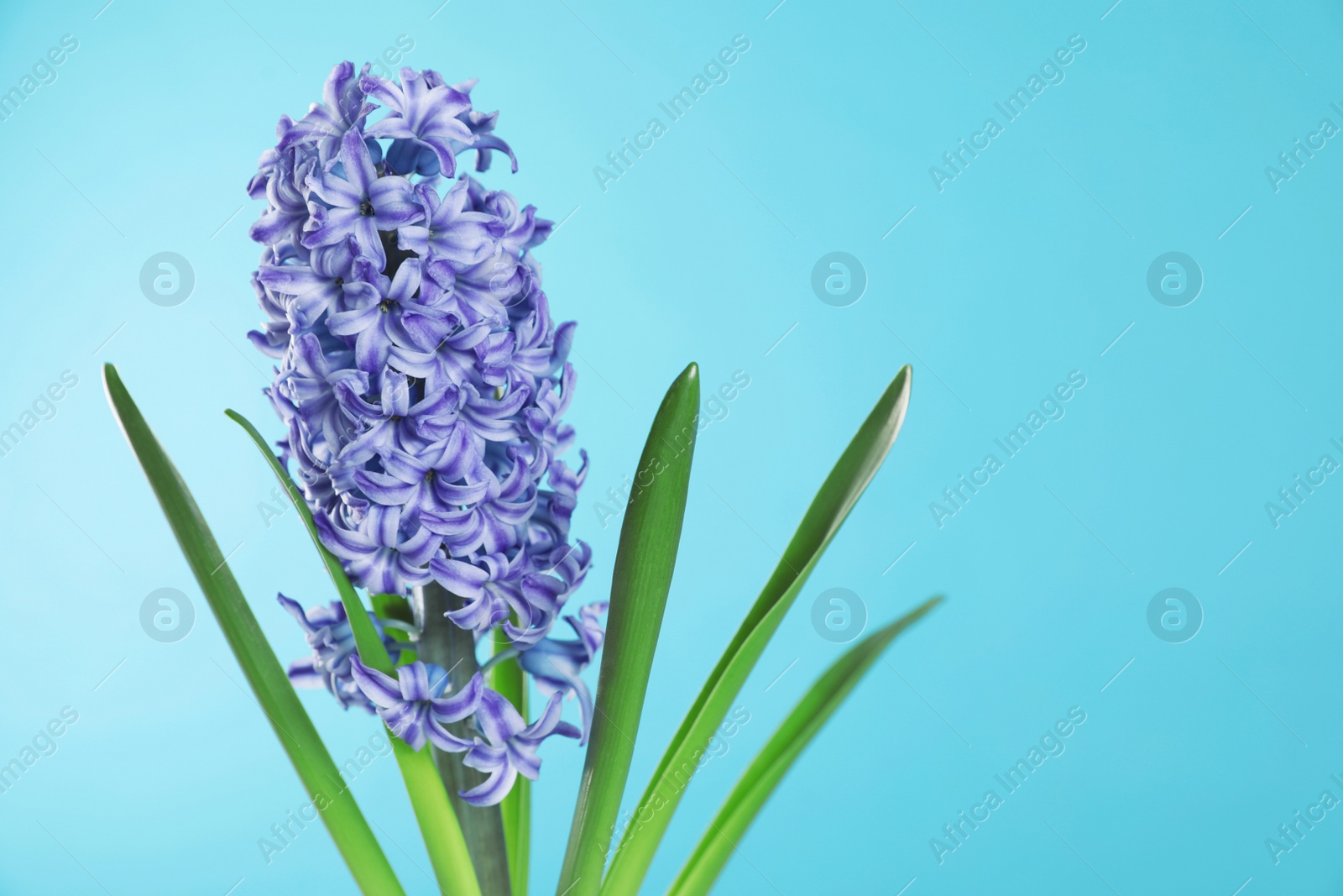 Photo of Beautiful hyacinth on color background, space for text. Spring flower