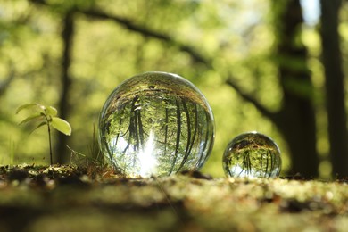 Photo of Beautiful green trees outdoors, overturned reflection. Crystal balls in forest