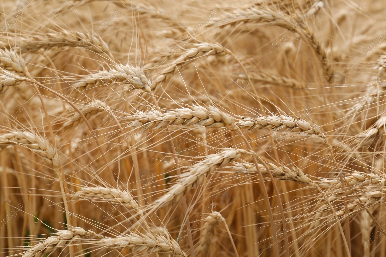 Photo of Ripe wheat spikes in agricultural field, closeup