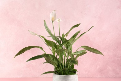 Photo of Blooming spathiphyllum in pot on pink background. Beautiful houseplant