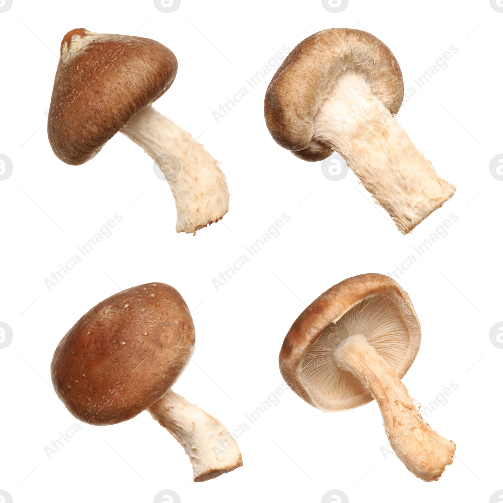 Image of Set of fresh shiitake mushrooms on white background