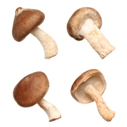 Image of Set of fresh shiitake mushrooms on white background