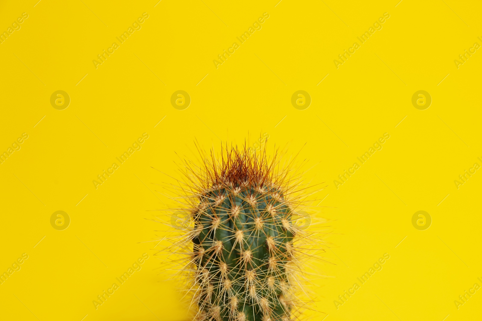 Photo of Beautiful tropical cactus plant on yellow background