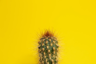 Photo of Beautiful tropical cactus plant on yellow background