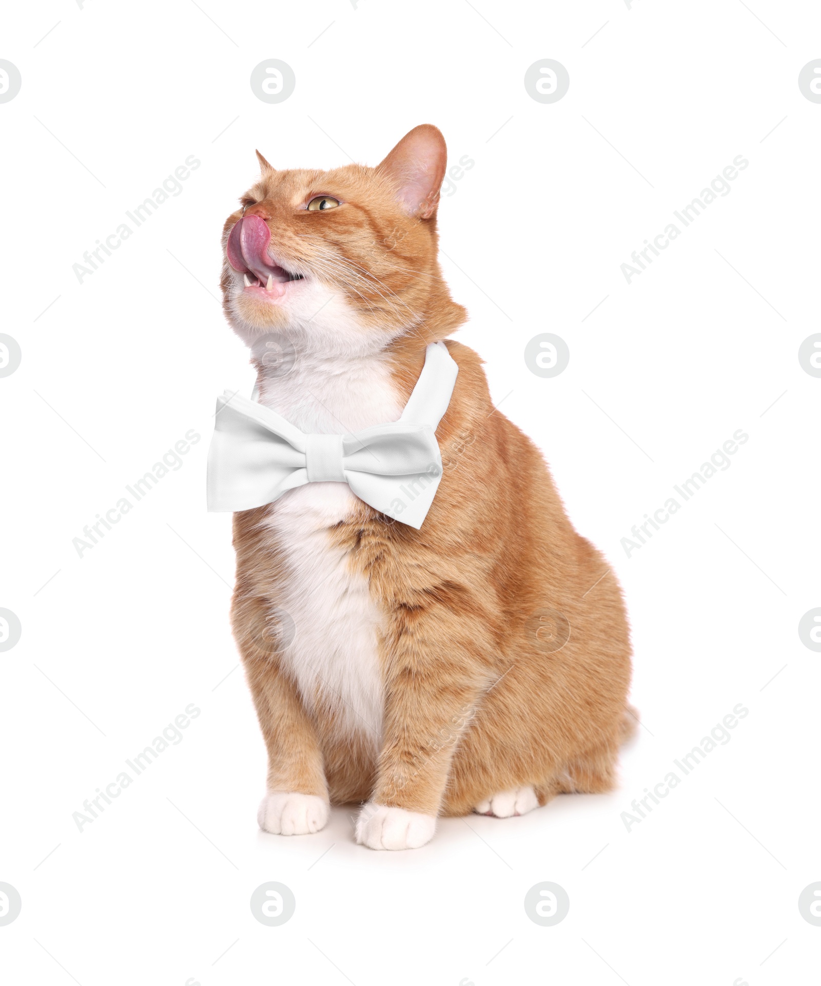 Photo of Cute cat with bow tie licking itself on white background