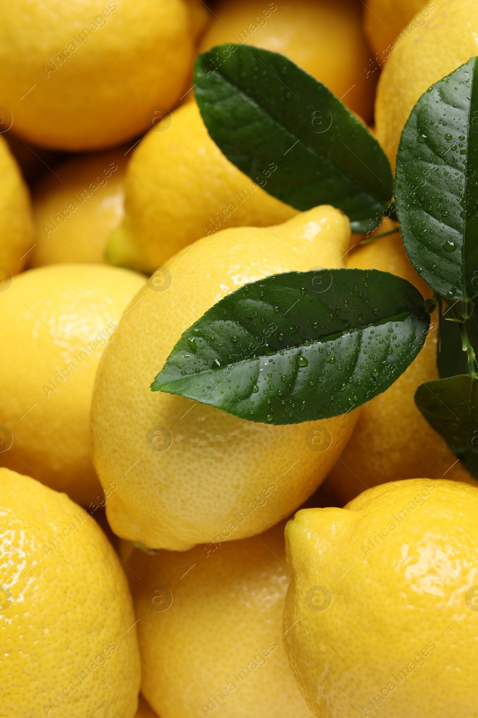 Photo of Fresh lemons and green leaves as background, closeup