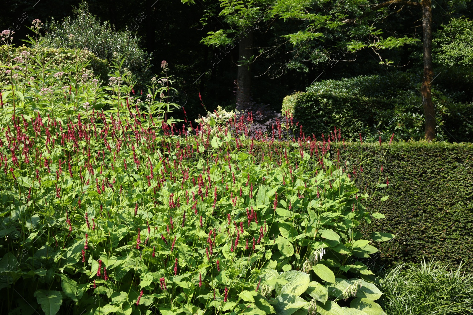 Photo of Beautiful red bistort plant growing in garden