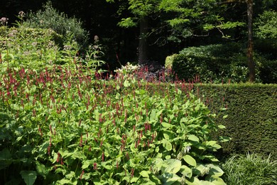 Beautiful red bistort plant growing in garden