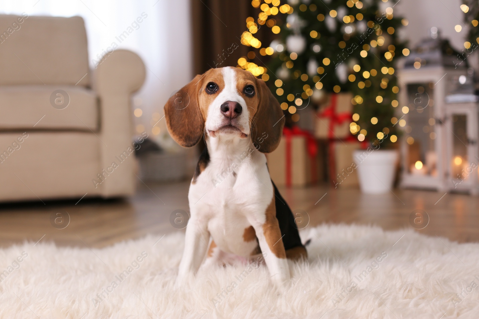 Photo of Cute Beagle dog at home against blurred Christmas lights