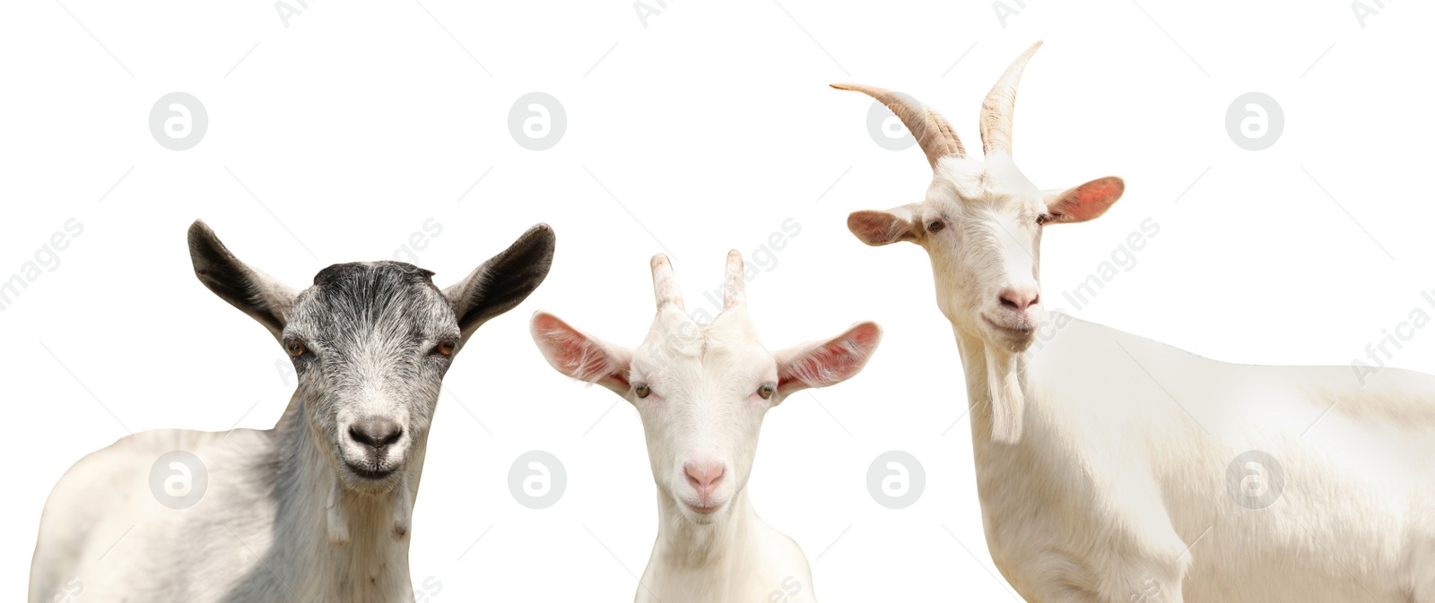 Image of Set with cute goats on white background, banner design. Animal husbandry
